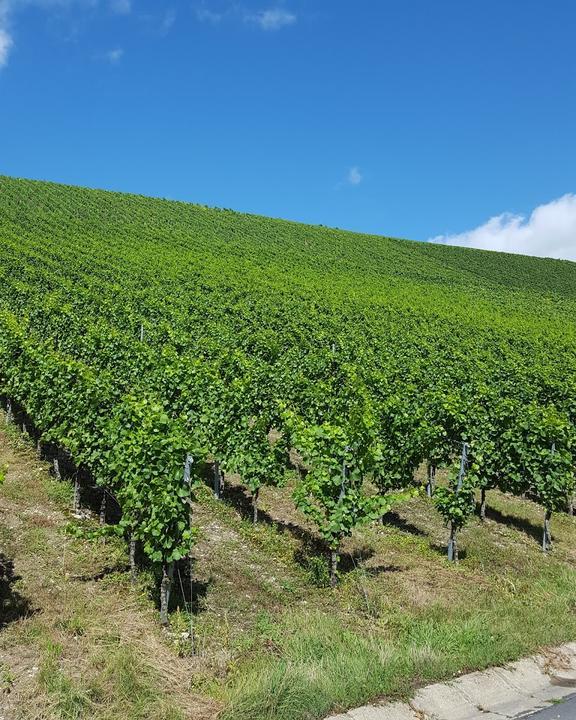 Weingut Alfred Schmachtenberger