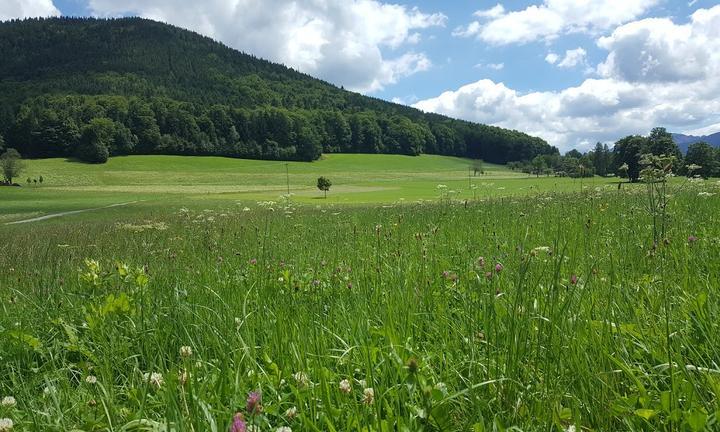 Hotel- Landgasthof Alter Wirt